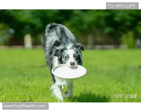 飞盘新手必看:从基础技巧到实战经验的全面入门指南 飞盘新手必看:从基础技巧到实战经验的全面入门指南